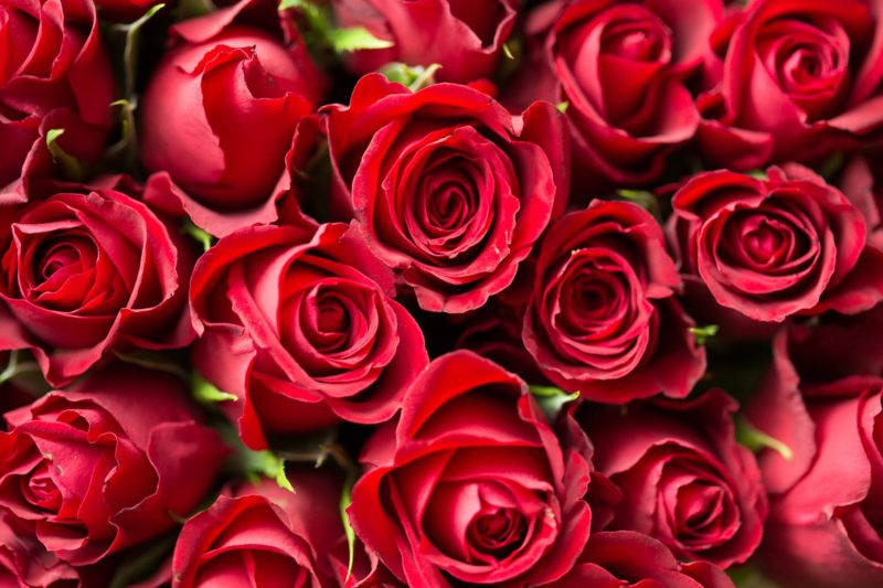 red roses close up photography